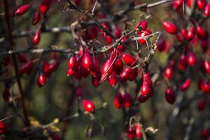 rouge baies de épine-vinette sur une branche photo