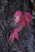coloré l'automne feuilles, proche en haut. tomber Contexte. Naturel l'automne texture. photo