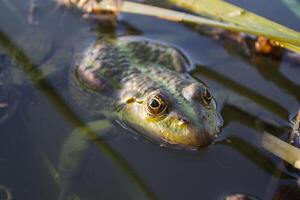 grenouille dans une étang, proche en haut. photo