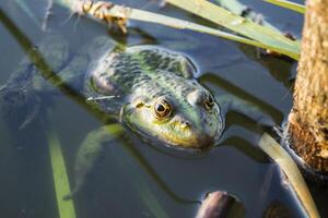 grenouille dans une étang, proche en haut. photo