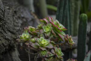 le magnifique plante dans le jardin. macro tir. photo