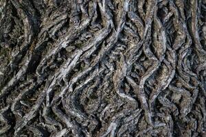 écorce de une arbre. en bois Contexte. gris en bois texture. photo
