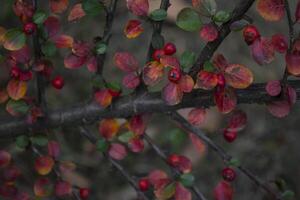 rouge baies sur une branche. photo