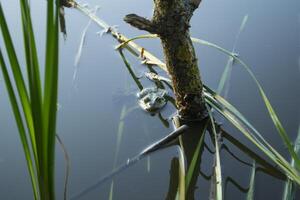grenouille dans une étang, proche en haut. photo