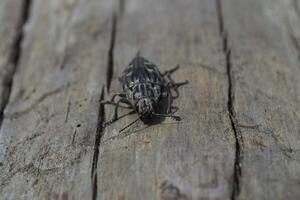 insecte sur le bois. macro tir. photo