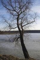 arbre en hiver. photo