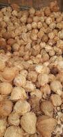 pile de marron vieux noix de coco pelé avec bourgeons vendu dans Indonésie traditionnel marché photo