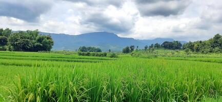 riz des champs paddy est croissance en dessous de le clair ciel Contexte photo