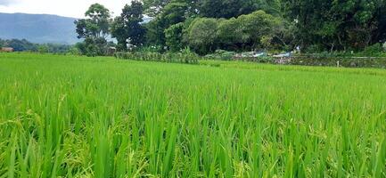 riz des champs paddy est croissance en dessous de le clair ciel Contexte photo