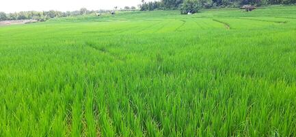 riz des champs paddy est croissance en dessous de le clair ciel Contexte photo