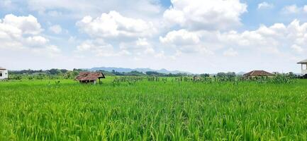 riz des champs paddy est croissance en dessous de le clair ciel Contexte photo