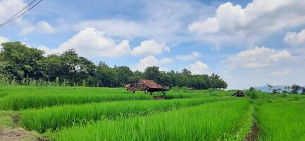 riz des champs paddy est croissance en dessous de le clair ciel Contexte photo