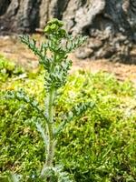 senecio vernalis grandit dans le sauvage dans de bonne heure printemps photo