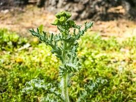 senecio vernalis grandit dans le sauvage dans de bonne heure printemps photo