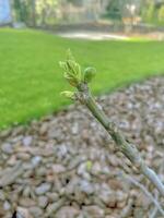 Jeune figure sur le arbre de bonne heure dans le saison. ficus carica photo