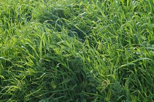 une champ de herbe est luxuriant et vert photo