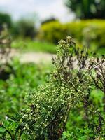 une buisson avec vert feuilles et fleurs dans le milieu de une champ photo