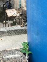 une chat séance sur une rebord suivant à une bleu l'eau réservoir photo