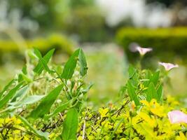 une buisson avec rose fleurs et vert feuilles photo