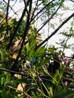 une proche en haut de une plante avec violet fleurs et vert feuilles. photo