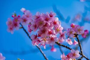 kawazu Cerise fleurs dans plein Floraison à le parc proche en haut ordinateur de poche photo