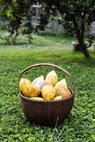 mûr cacao fruit dans le panier photo