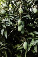 proche en haut de arbre avec vert mangue fruit dans le jardin photo