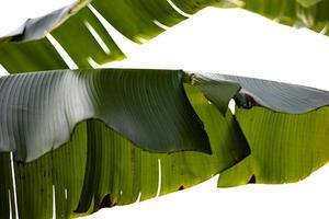 banane laisser Contexte. bas vue de tropical vert feuilles. photo