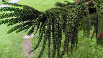 Naturel et magnifique cuisinier pin arbre. photo