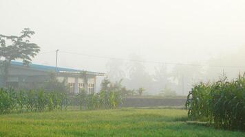 riz des champs dans le Matin couvert dans brouillard photo