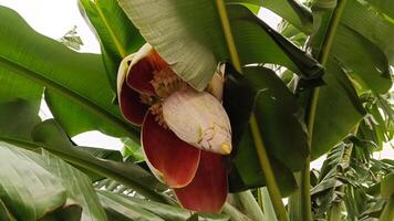 photo de le cœur de une banane arbre départ à grandir