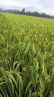 portrait de une riz plante cette est départ à tour Jaune et le grain est à venir en dehors photo