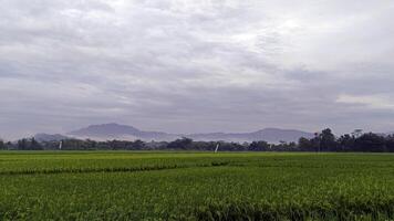 vue de vert riz des champs avec une route flanqué par riz des champs et entouré par collines photo