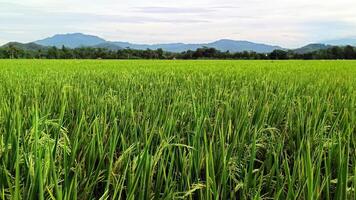 portrait de une riz plante cette est départ à tour Jaune et le grain est à venir en dehors photo