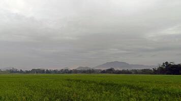vue de vert riz des champs avec une route flanqué par riz des champs et entouré par collines photo