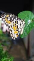 portrait de une papillon perché sur une feuille à nuit photo