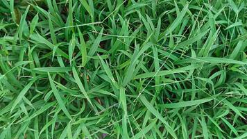 portrait de vert herbe, dans une jardin cette grandit magnifiquement et fraîchement photo