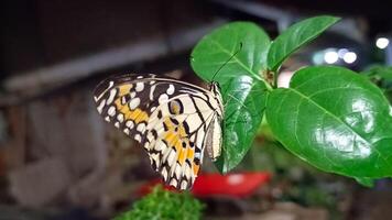 portrait de une papillon perché sur une feuille à nuit photo