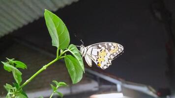 portrait de une papillon perché sur une feuille à nuit photo