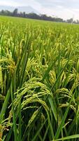 portrait de une riz plante cette est départ à tour Jaune et le grain est à venir en dehors photo