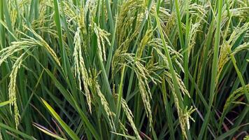 portrait de une riz plante cette est départ à tour Jaune et le grain est à venir en dehors photo