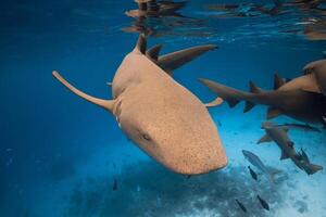 proche en haut de infirmière requin dans tropical bleu océan. photo