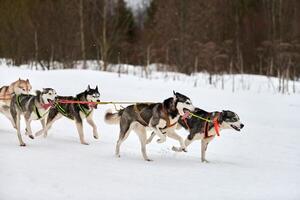 courir un chien husky sur une course de chiens de traîneau photo