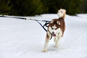 courir un chien husky sur une course de chiens de traîneau photo