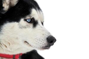 visage de chien de traîneau husky, isolé photo
