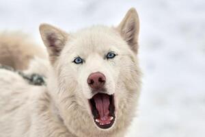 visage de chien de traîneau husky, fond d'hiver photo