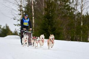 course de chiens de traîneau husky photo