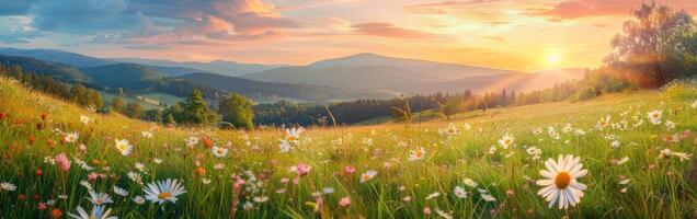 Prairie avec marguerites et montagnes photo