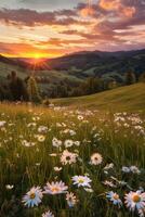 marguerites champ à le coucher du soleil photo