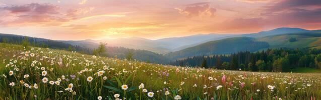 champ avec fleurs et montagnes photo